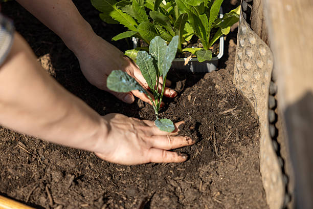 Close-up shot of a female gardener carefully planting a young kale seedling in the garden bed, focusing on nurturing growth and ensuring healthy soil conditions featuring rich soil and vibrant greenery.