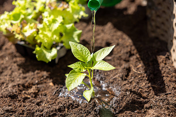 Close up shot of a person watering pepper seedlings in a garden featuring rich soil and lush greenery. The focus is on nurturing young plants, enhancing their growth and vitality outdoors with care and attention.