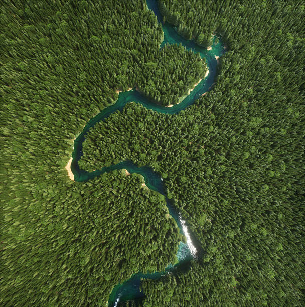 A vibrant river meanders through a dense forest, showcasing shades of green and blue on a clear day. The scenery captures nature's beauty in a serene location. This is a 3d render illustration