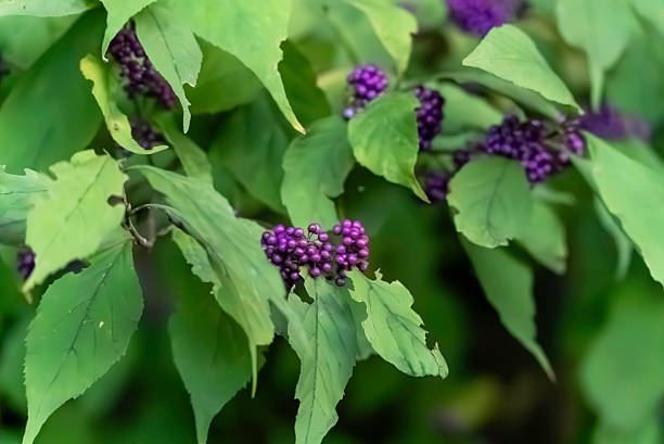 Japanese beautyberry