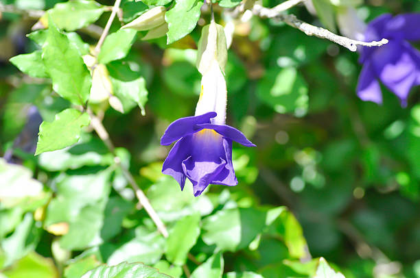 Thunbergia erecta or ACANTHACEAE, Bush clock vine or Thunbergia erecta Benth T Anderson or purple flower or violet flower