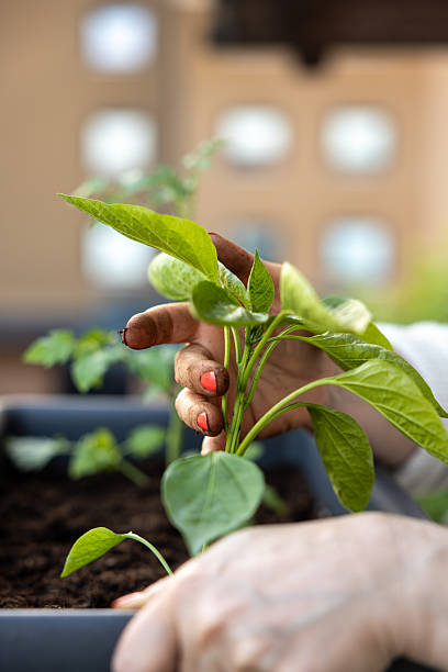 istock Herb Care in Urban Balcony Setting by Female Gardener 2241369728