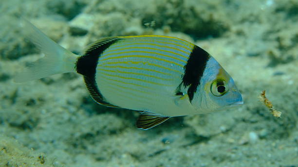 istock Two banded sea bream (Diplodus vulgaris) undersea, Aegean Sea 2241370322