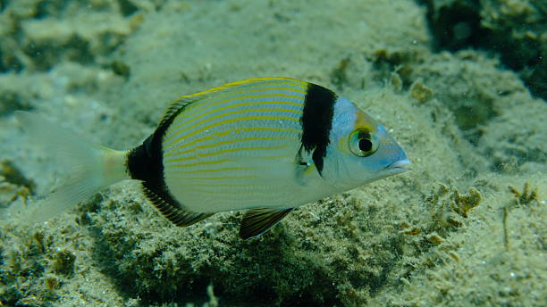 istock Two banded sea bream (Diplodus vulgaris) undersea, Aegean Sea 2241370931