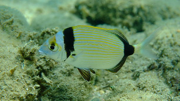 istock Two banded sea bream (Diplodus vulgaris) undersea, Aegean Sea 2241370963