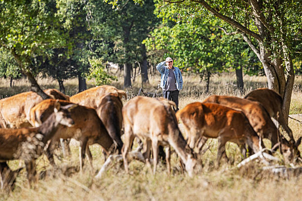 Dyrehaven, Copenhagen, Denmark, Europe, September 22, 2025:  A male pedestrian observes a large group of red deer hinds in a forest setting. The photo was taken in Dyrehaven, a public park north of Copenhagen, Denmark. This UNESCO World Heritage site is known for its distinctive par force hunting landscape, originally designed to reflect royal hunting traditions.