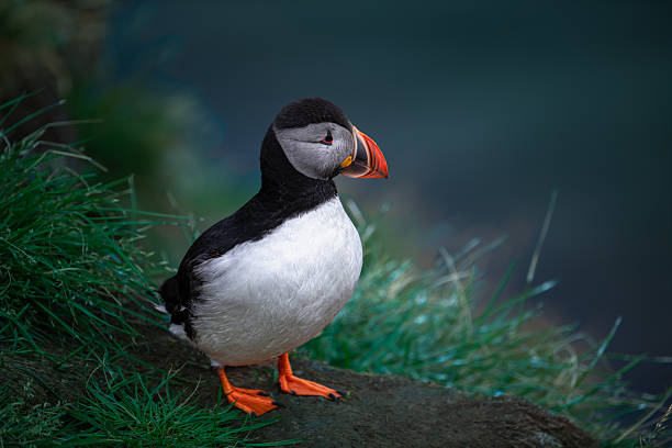 istock Wild beauty of the atlantic puffin 2241373122