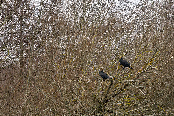 Gosforth Park Nature Reserve, Newcastle-upon-Tyne, UKTwo black cormorants with yellow beaks and subtle yellow skin around their eyes are perched side by side on thin, twisted branches of a leafless bush or small tree. The surrounding environment features dense clusters of bare, brown twigs and branches against a muted, overcast sky, suggesting a cold winter day in a temperate woodland area. The birds appear alert and stationary, with feathers slightly ruffled by the wind. This image captures a natural wildlife moment, ideal for illustrating themes of avian behaviour, seasonal changes in nature, or environmental conservation in editorial content, books, or websites focused on birds and ecology. No people are present, emphasizing the untouched wilderness. Potential commercial uses include nature documentaries, wildlife magazines, educational materials on corvids like Corvus corone, or backgrounds for autumn-winter themed graphics.