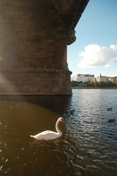 istock Elegant white swan gliding gracefully on tranquil water beneath a historic stone bridge 2241373640