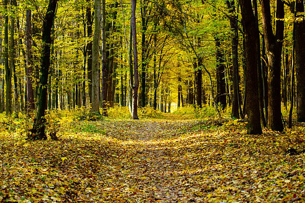 Golden autumnal forest with sunbeams