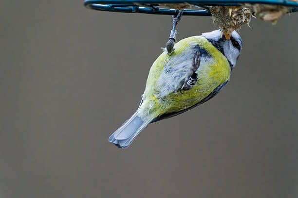 Gosforth Park Nature Reserve, Newcastle-upon-Tyne, UKA small Blue Tit (Parus Caeruleus) clings upside down to a metal bird feeder, its yellow belly and wings prominent as it pecks at a cluster of brown seeds. The bird's black cap, white cheeks, and greyish back are clearly visible against a soft, blurred natural background. This close-up image captures the bird's agile feeding behavior in a garden environment, evoking a sense of wildlife observation and nature's resilience. Ideal for commercial uses such as environmental blogs, birdwatching guides, educational materials on avian species, seasonal garden content, or illustrations in books about backyard wildlife and bird feeders during autumn or winter.