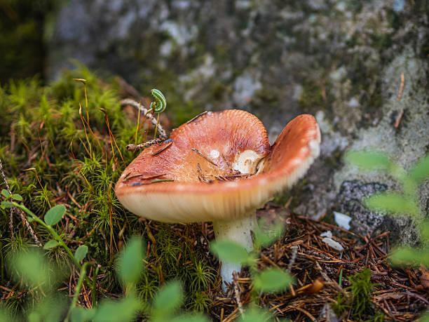 istock Russula mushroom with a green caterpillar in the forest 2241375472