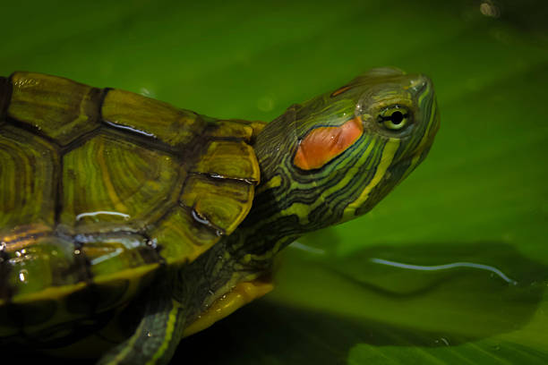 The loggerhead sea turtle (Caretta caretta) is a species of oceanic turtle distributed throughout the world. It is a marine reptile, belonging to the family Cheloniidae.