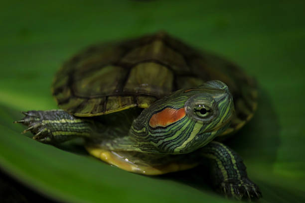 istock Close up Brazilian Red Eared Slider Turtles 2241376581