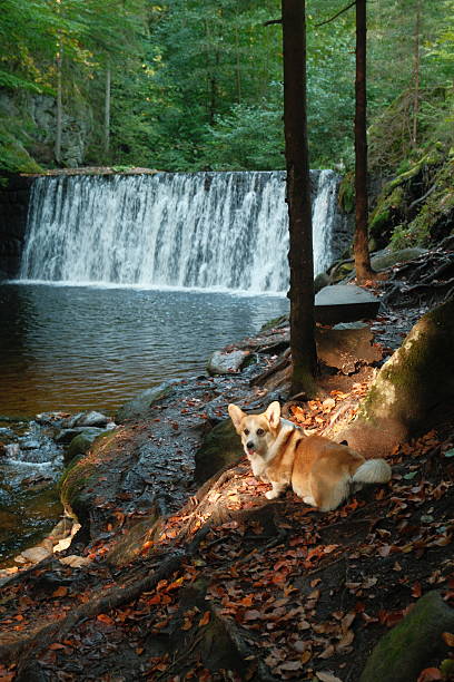 istock Corgi resting by a serene waterfall in a lush green forest during late afternoon 2241376584