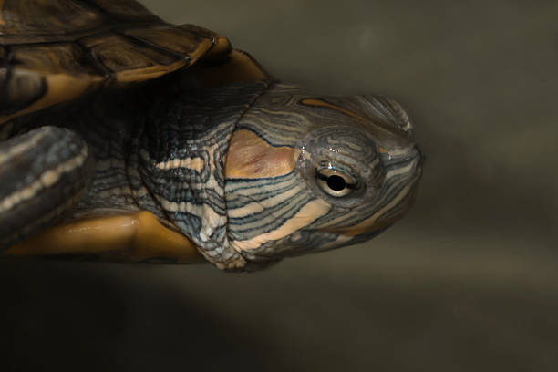 Map tortoise (Graptemys kohnii)