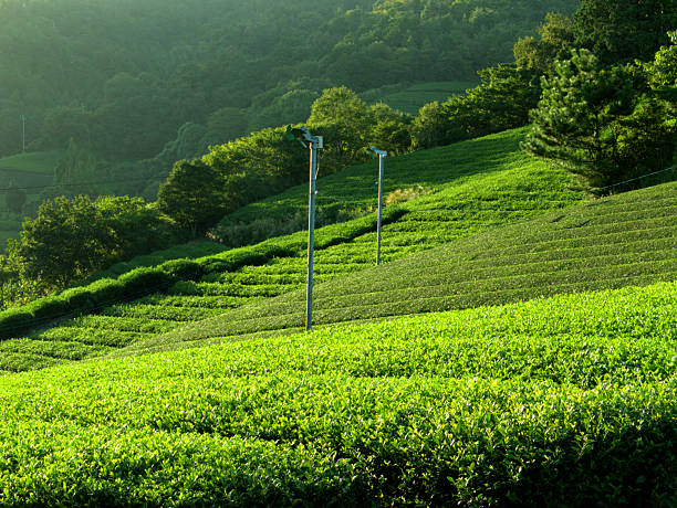 Close up of Japanese green tea leaves whilst two senior farmers harvest a crop of green tea in the background out of focus. Kagawa, Japan. May 2016