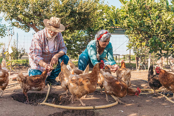 istock Senior couple feeding chickens on rural farm 2241378154