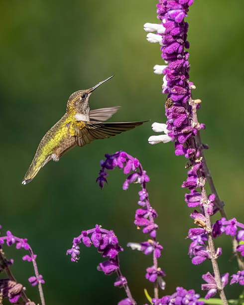 istock A ruby-throated hummingbird feeding on a purple and white flower 2241379867
