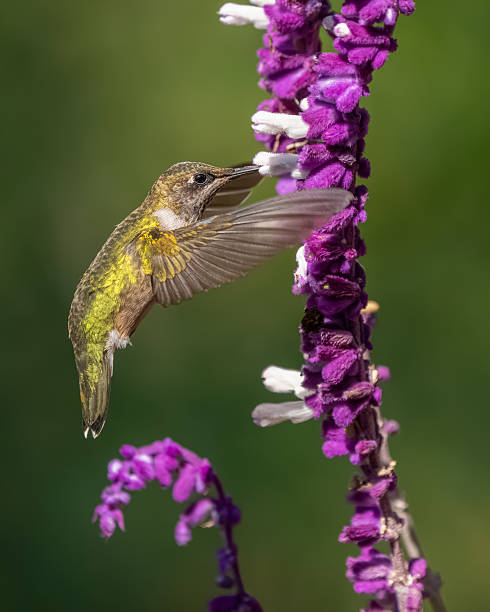 istock A ruby-throated hummingbird feeding on a purple and white flower 2241379872