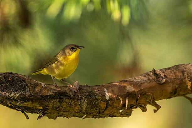 istock A common yellowthroat bird perched on a tree limb 2241379884