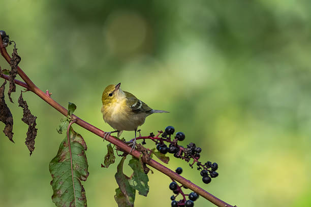 istock A bay-breasted warbler perched on a plant stem 2241379885