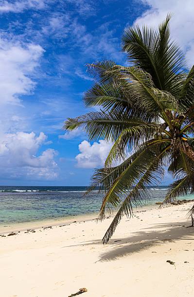 istock Tropical beach with palm tree and clear ocean 2241379941