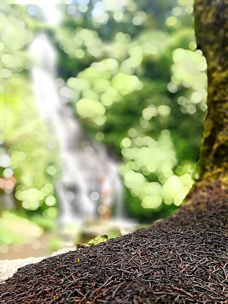istock Natural stone foreground, with nature blurry background. Natural background concept 2241380625