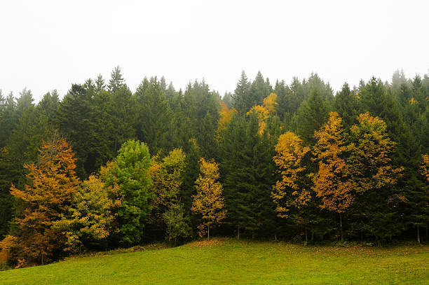 Autumn forest scene with a blend of colorful trees and lush greenery under a misty sky, highlighting the serene beauty of nature during the fall season
