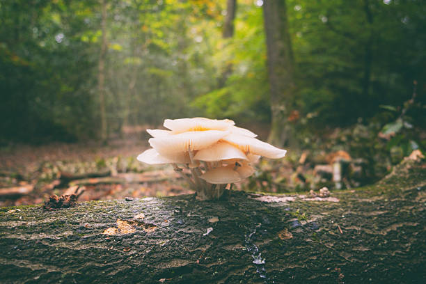Photo taken in Aalst, Belgium