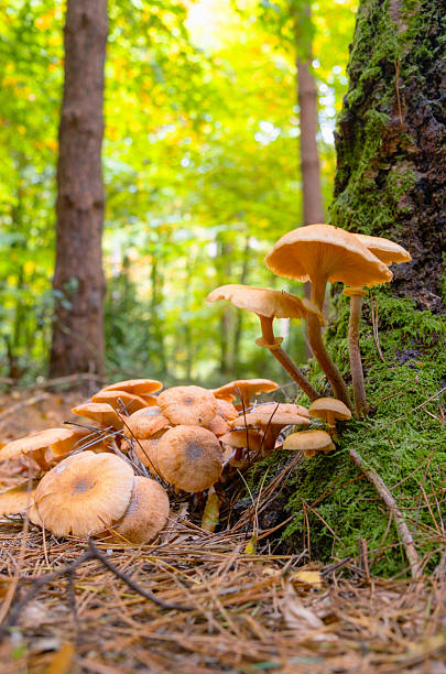 istock Honey Fungus/Mushroom (Armillaria) In A Forest 2241384816