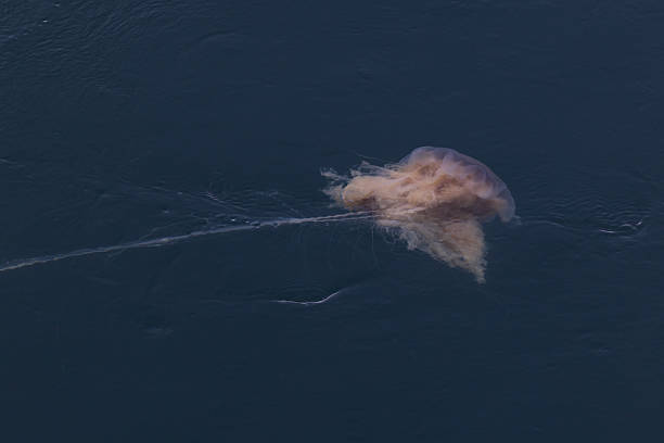 Solitary Jellyfish Gliding Gracefully in Vast Deep Blue Ocean
