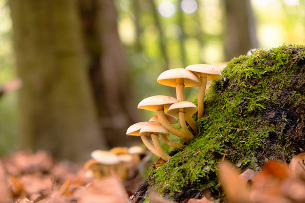 istock Sulphur Tuft Mushrooms Growing In A Wood 2241388304