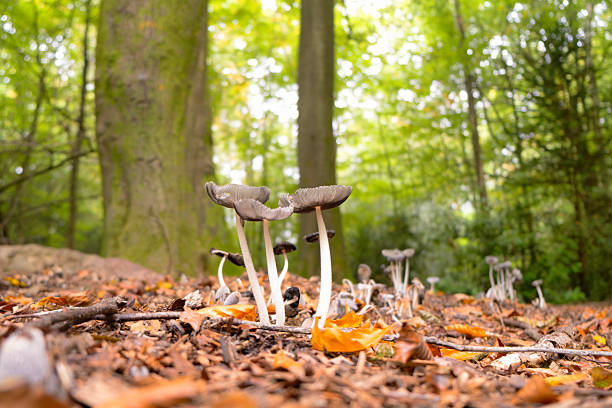 A bunch of Inkcap mushrooms, growing on the forest floor of an English woodland.