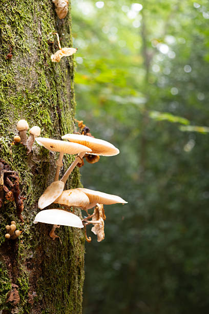 istock Mica Cap Mushroom Growing In A Wood 2241388487
