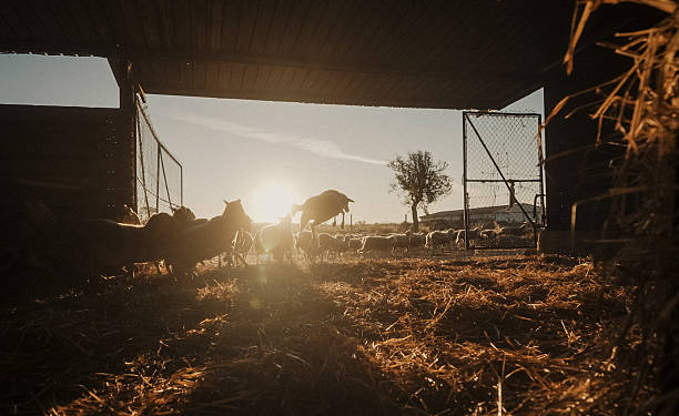 Energetic flock of sheep jumping and running in a Tuscan farmyard at sunrise, illuminated by warm morning light. A lively rural scene full of motion, vitality, and the spirit of the Italian countryside.