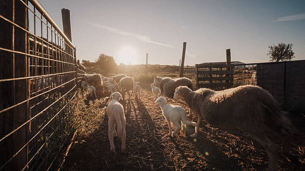 Energetic flock of sheep jumping and running in a Tuscan farmyard at sunrise, illuminated by warm morning light. A lively rural scene full of motion, vitality, and the spirit of the Italian countryside.