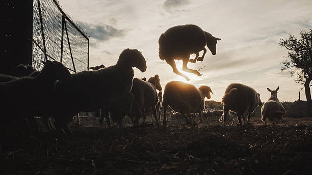 Group of sheeps are running on green meadow