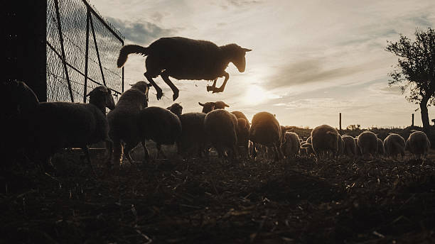 Close-up shot of a small lamb looking through a wired fence. The lamb has a blue-collar as it is on a farm in Northumberland, Northeastern England and is being looked after. The lamb is sticking his head through the fence and is looking directly at the camera.