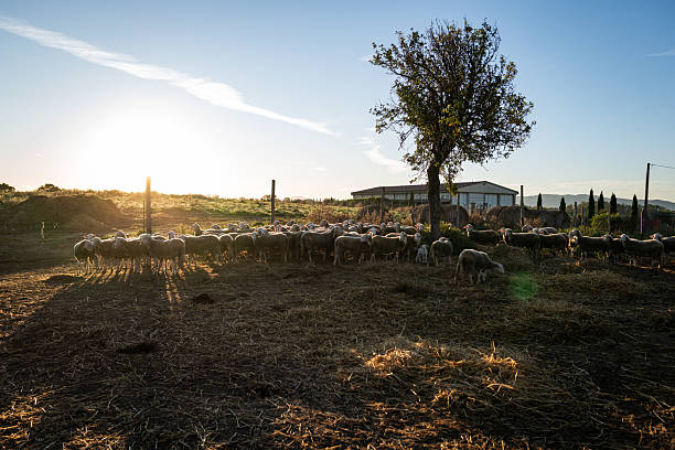 Low-angle view of a flock of sheep walking together on a Tuscan farm at sunrise. A rural pastoral scene showing traditional livestock farming in the Italian countryside.