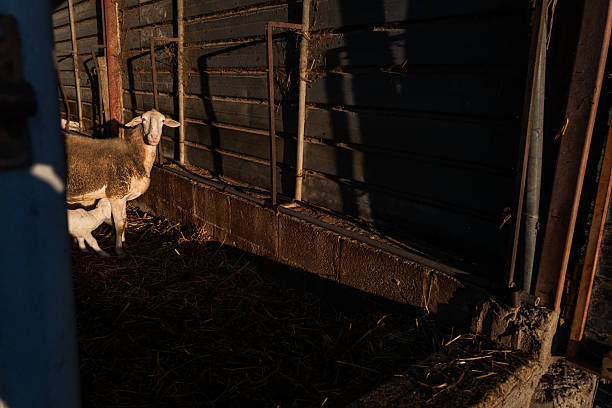 Sheep and lamb gathered inside a rustic barn at sunrise on a Tuscan farm, with light streaming through the open gate onto straw bales. A tranquil scene of rural life and traditional livestock farming in Italy.