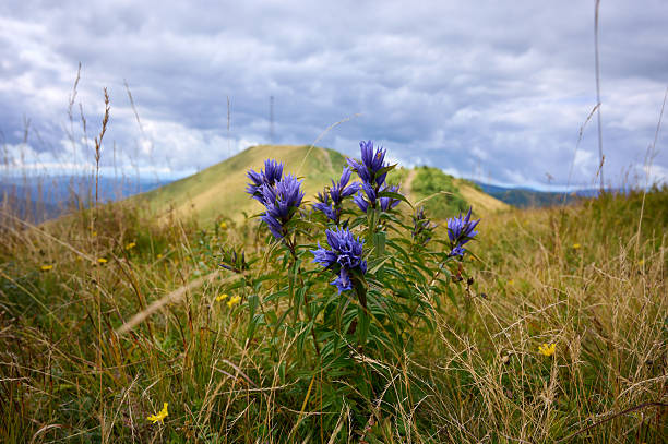 Close-up of bright blue gentian flowers blooming amidst natural meadow grass and foliage, showcasing vivid colors and lush surroundings.