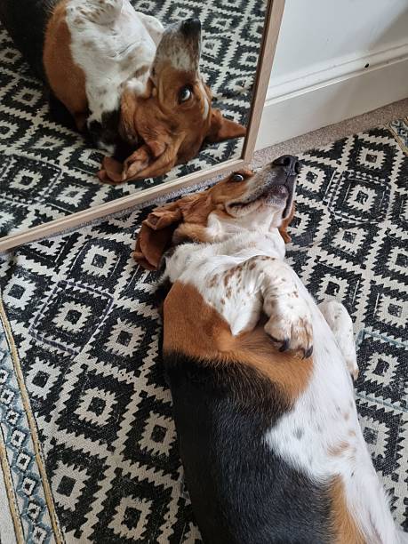 istock basset hound dog reflected in the mirror 2241394111