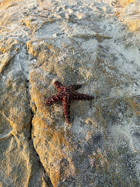 istock Intense Dark Red Starfish on Sunlit Sandstone Rock Texture 2241394494