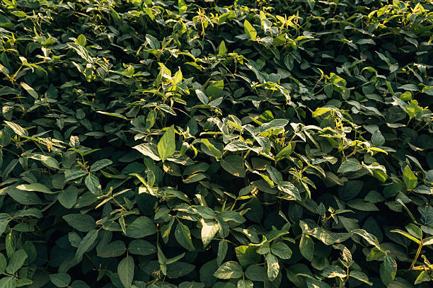 A vibrant and healthy crop of soybean leaves