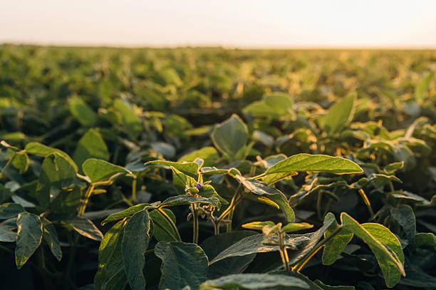 istock Soy on the agricultural field at daytime 2241396029