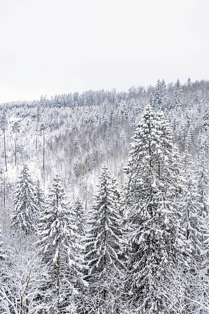 Snowy spruce treetops in a forest valley at winter
