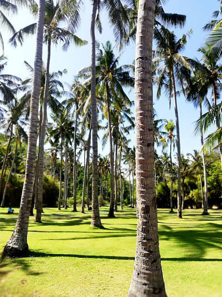 istock Group of coconut trees, near the coast side 2241399945