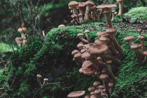 istock Speckled wild mushrooms rise from moss carpet on decaying forest log closeup 2241402108
