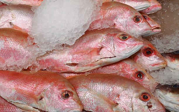 istock Fresh red snapper fish displaying on ice for sale 2241402245